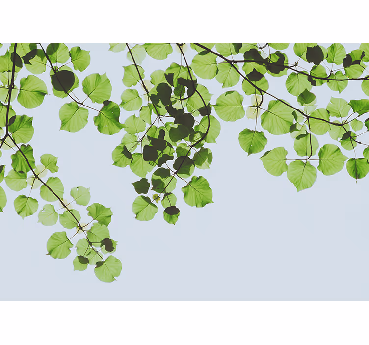 Fotomurale alberi chioma di rami fogliosi - TenStickers