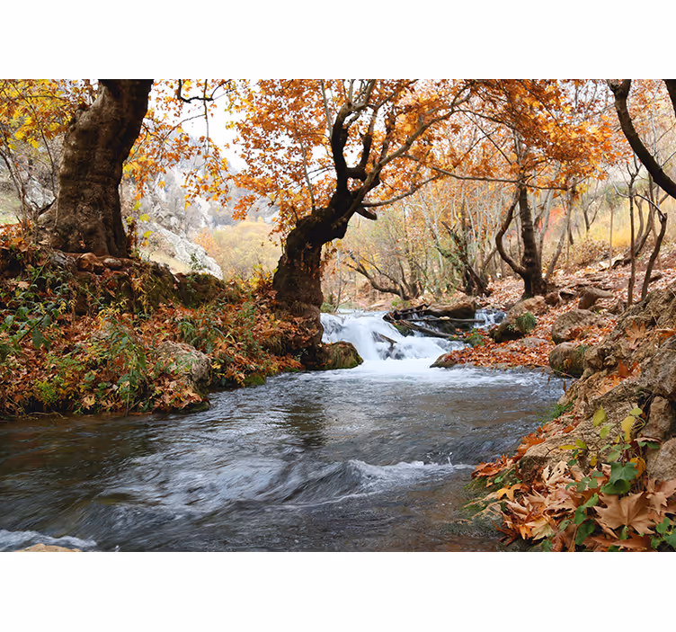 Fotomurali natura serenità del ruscello forestale - TenStickers