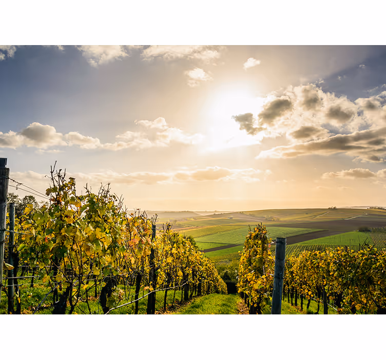 Fotomurale paesaggi vista al tramonto nel vigneto - TenStickers