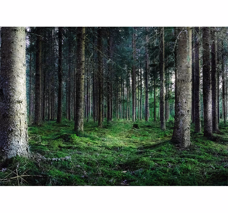 Fotomurali natura sentiero lussureggiante nella foresta - TenStickers