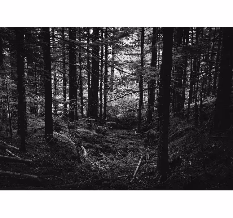 Fotomurale foresta scena di foresta scura - TenStickers