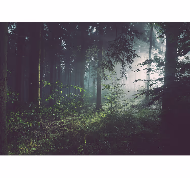 Fotomurali natura paesaggio boscoso verdeggiante - TenStickers