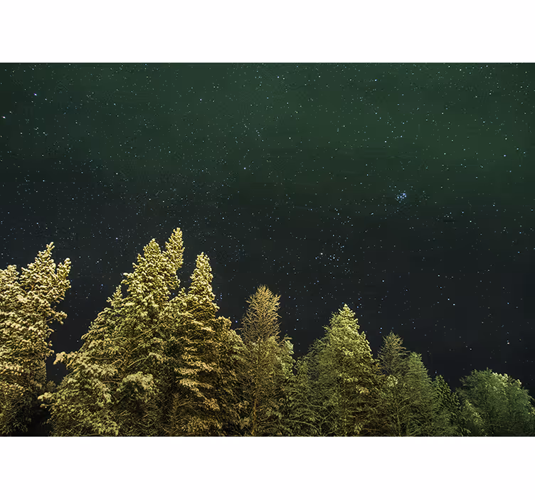 Fotomurale foresta foresta di pini stellati - TenStickers