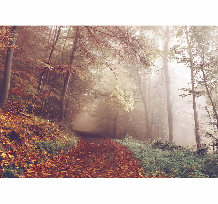 Fotomurale foresta paesaggio sentiero autunnale - TenStickers