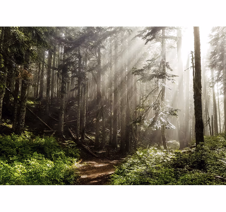 Fotomurali natura prospettiva foresta nebbiosa - TenStickers