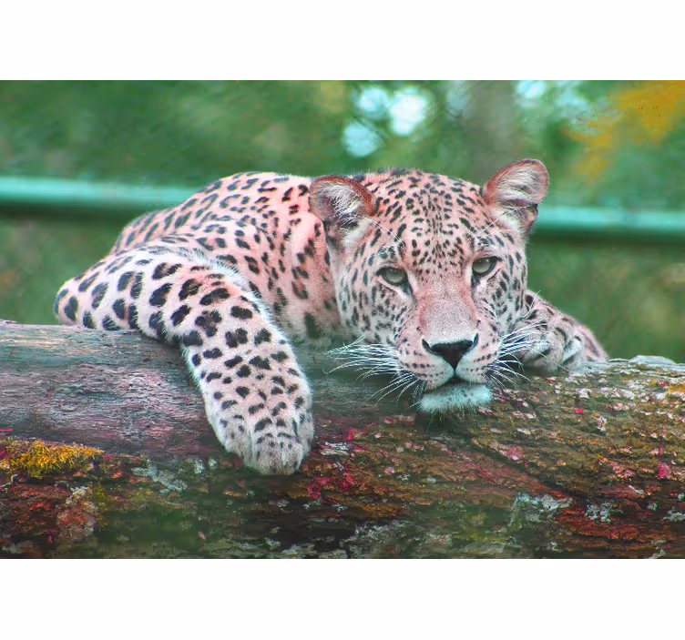 Fotomurale animali leopardo che riposa elegantemente - TenStickers
