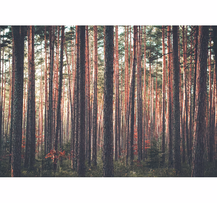 Fotomurale foresta bosco di pini tranquillo - TenStickers