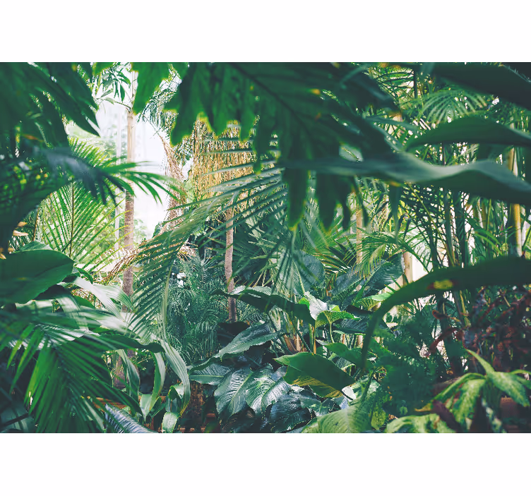 Carta da parati giungla oasi tropicale lussureggiante - TenStickers