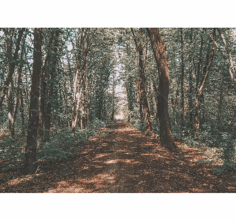 Fotomurale foresta sentiero nel bosco sereno - TenStickers