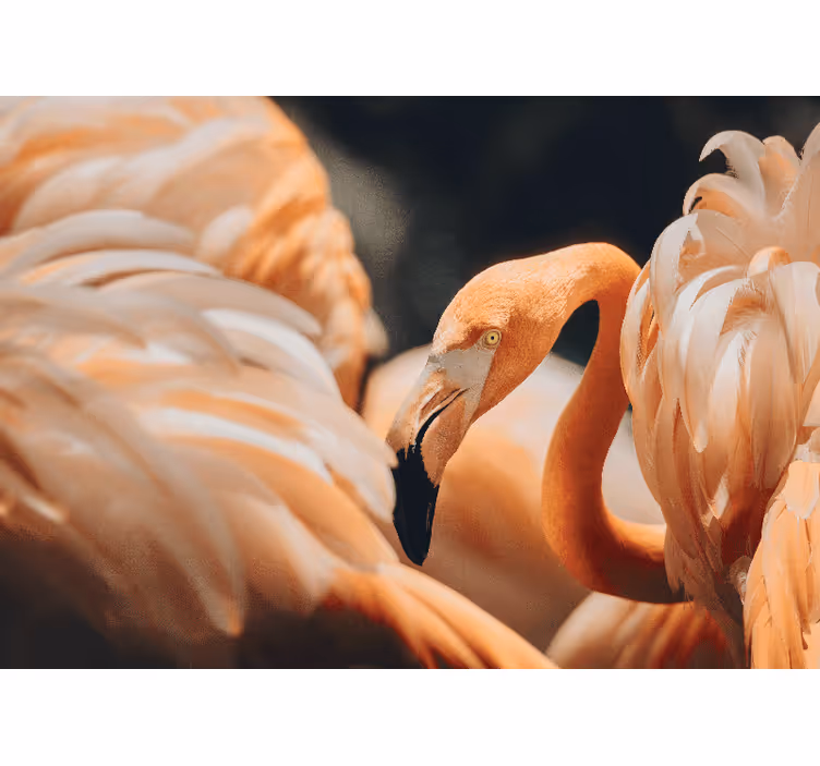 Fotomurali animali diversi scena di fenicotteri eleganti - TenStickers