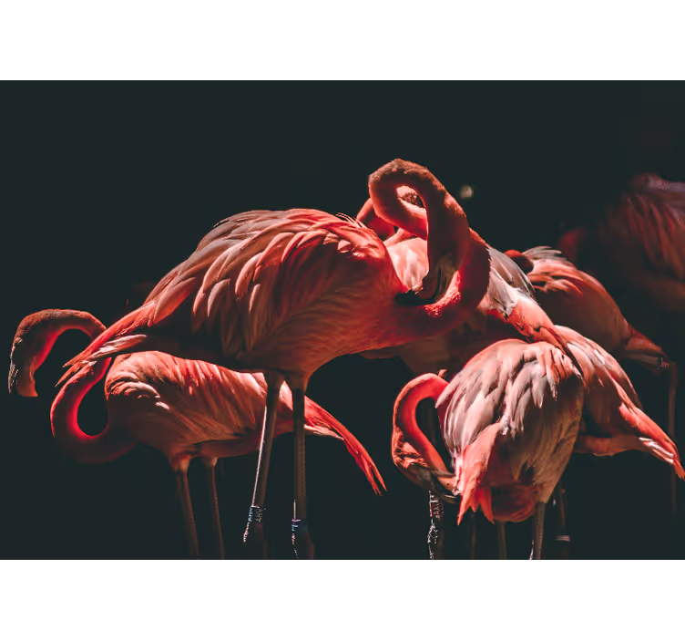 Fotomurale animali serenità dei fenicotteri - TenStickers