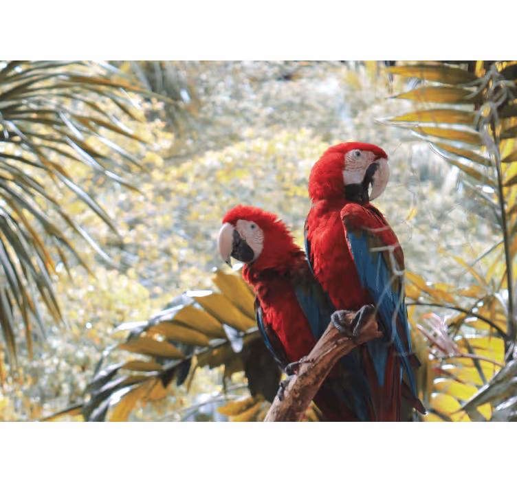 Fotomurale animali coppia di ara scarlatti - TenStickers