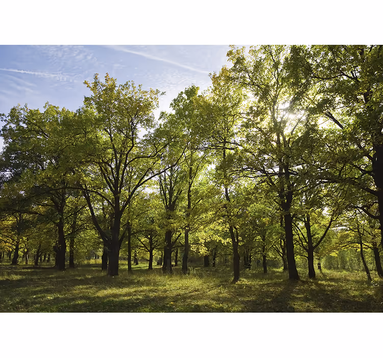 Fotomurali natura paesaggio foglioso vivace - TenStickers