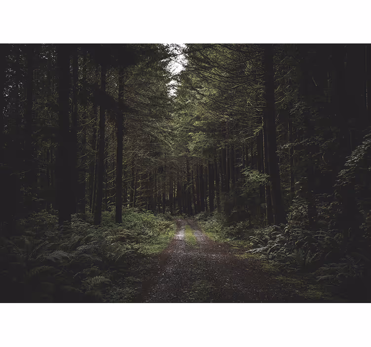 Fotomurali natura sentiero boscoso verdeggiante - TenStickers