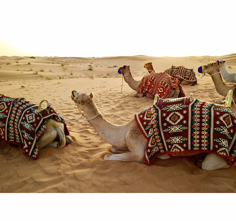 Fotomurale deserto cammelli nel deserto - TenStickers