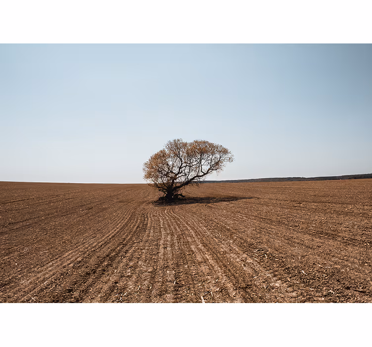 Fotomurali natura paesaggio albero solitario - TenStickers
