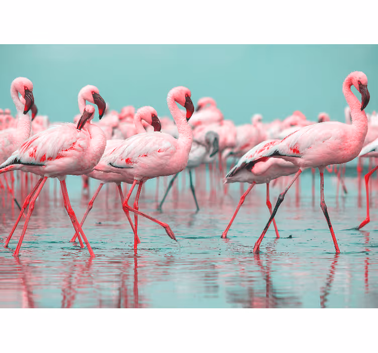 Fotomurale animali passeggiata di fenicotteri - TenStickers