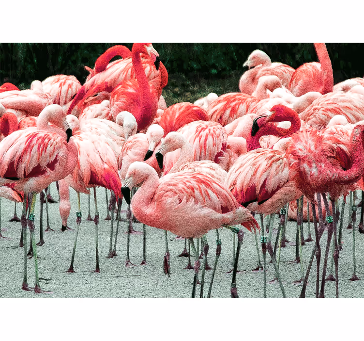 Fotomurale animali flock di fenicotteri - TenStickers