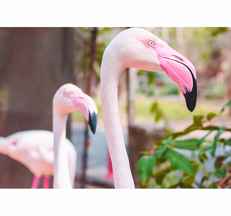 Fotomurali animali diversi coppia di fenicotteri eleganti - TenStickers