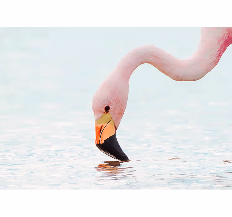Fotomurali animali diversi riflesso d'acqua di fenicottero - TenStickers