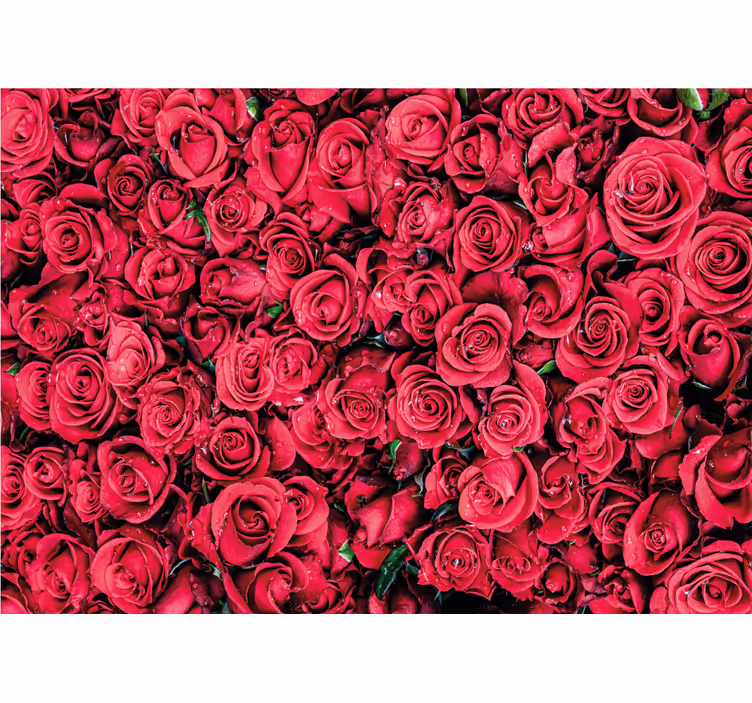 Fotomurali rosa fiori di rosa vibranti - TenStickers