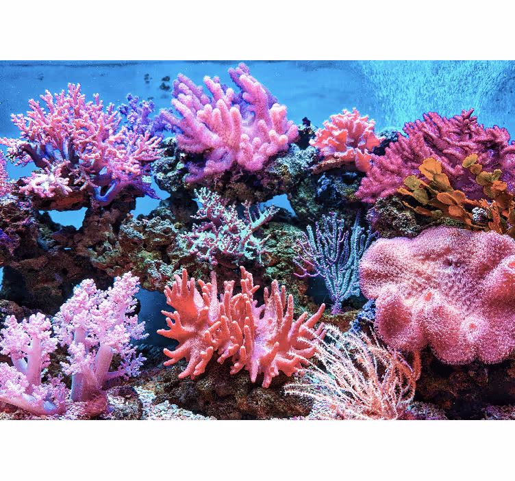 Fotomurale mare scena di corallo acquatico - TenStickers