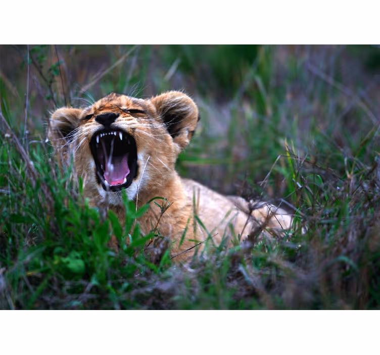 Fotomurali leone cucciolo di leone ruggente - TenStickers