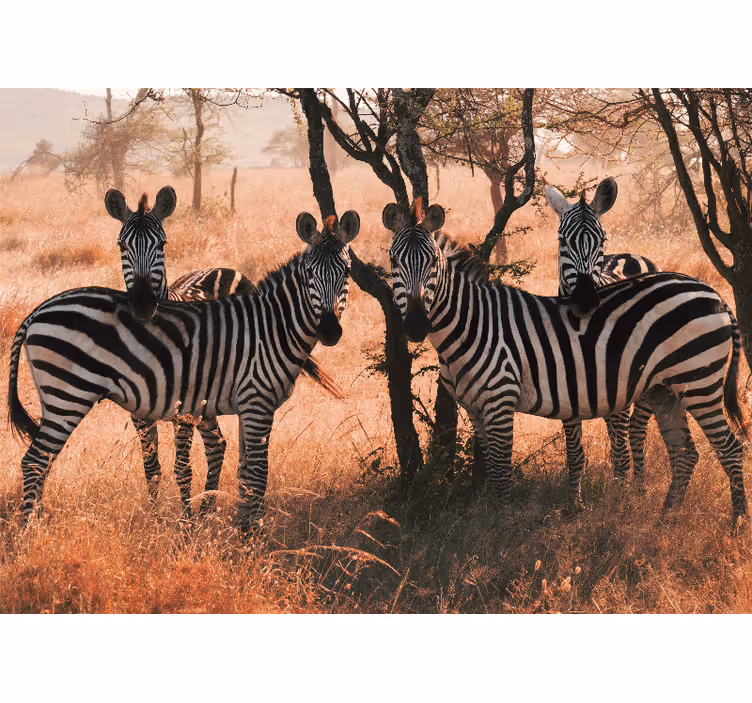 Fotomurale animali zebre in natura - TenStickers