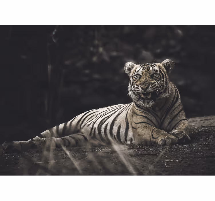 Fotomurale animali posizione del tigre maestosa - TenStickers