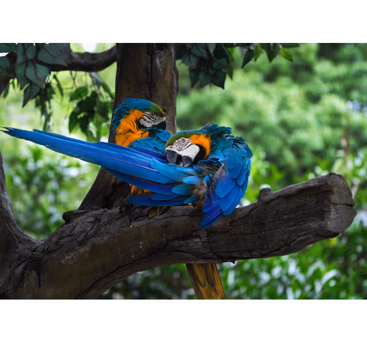 Fotomurale animali coppia di macao colorati - TenStickers