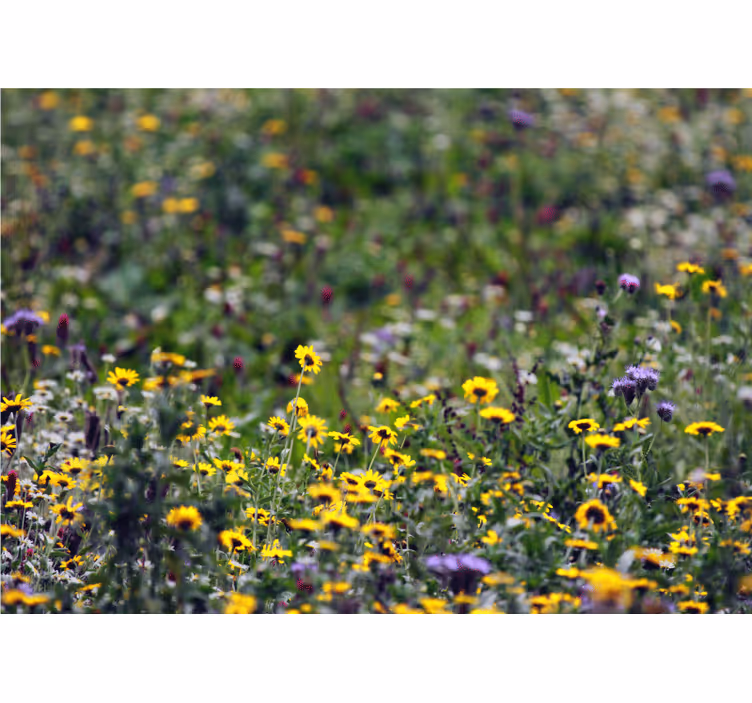 Fotomurale fiori fioriture di prato soleggiato - TenStickers