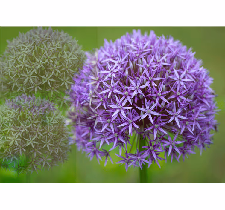 Fotomurale papaveri composizione floreale viola - TenStickers