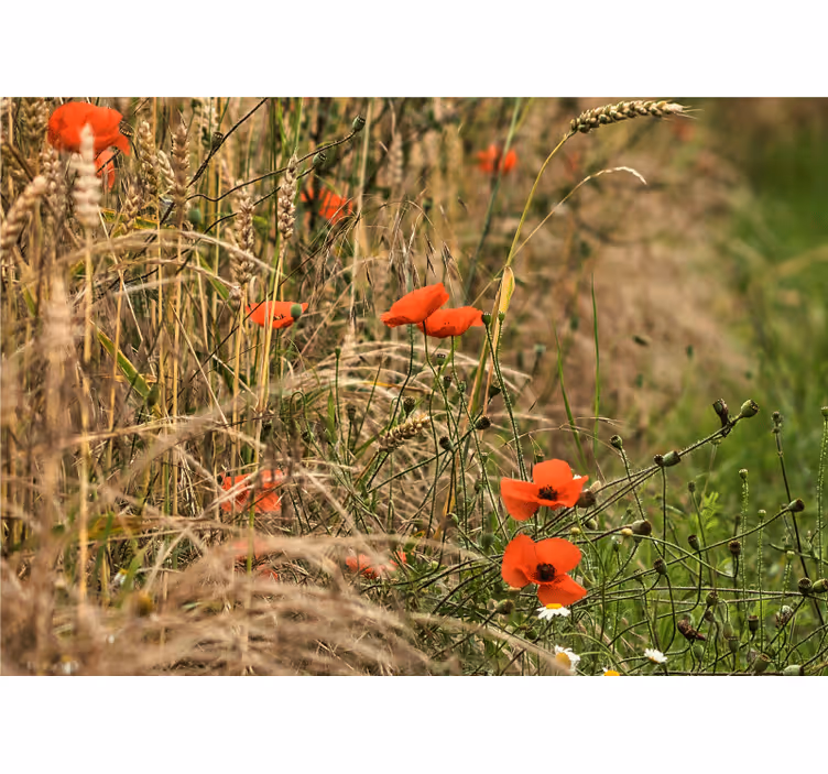 Fotomurale papaveri serenità nel prato di papaveri - TenStickers