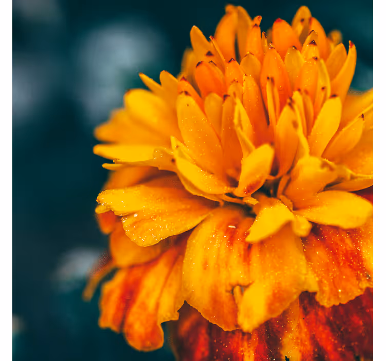 Fotomurale fiori primo piano di un fiore arancione - TenStickers