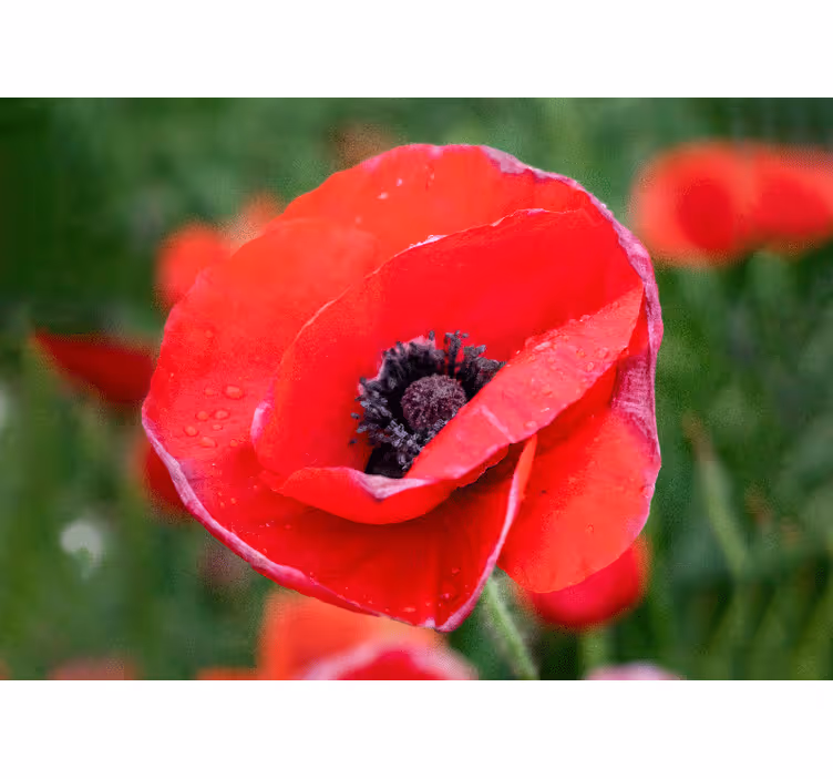Fotomurale papaveri fiori di papavero rossi - TenStickers