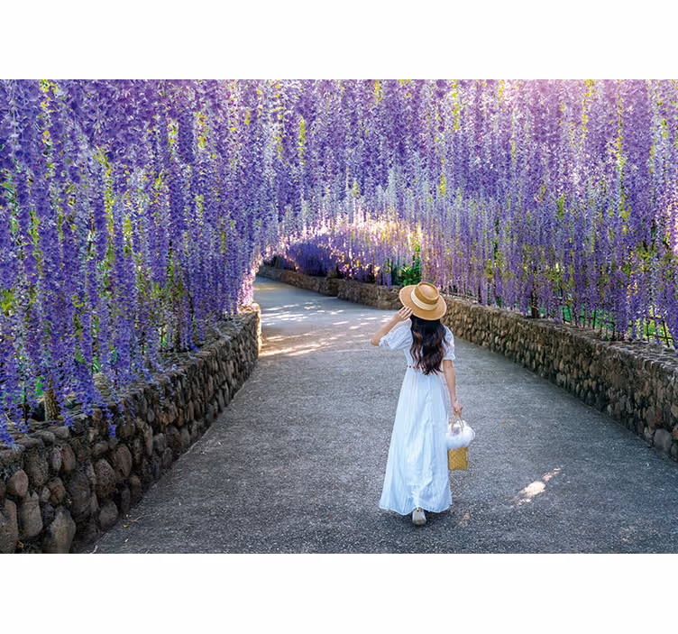 Fotomurale fiori sentiero di fiori di glicine - TenStickers