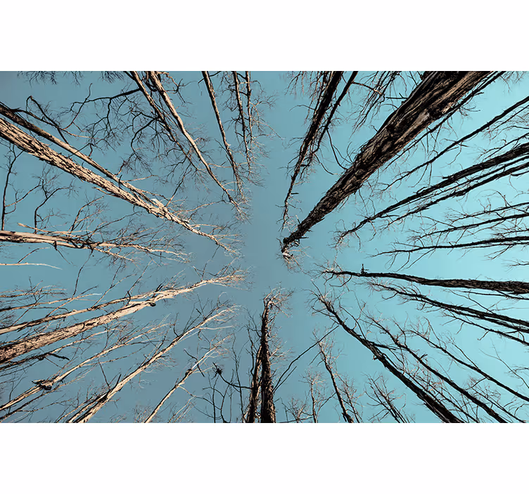 Fotomurale alberi che raggiungono il cielo - TenStickers