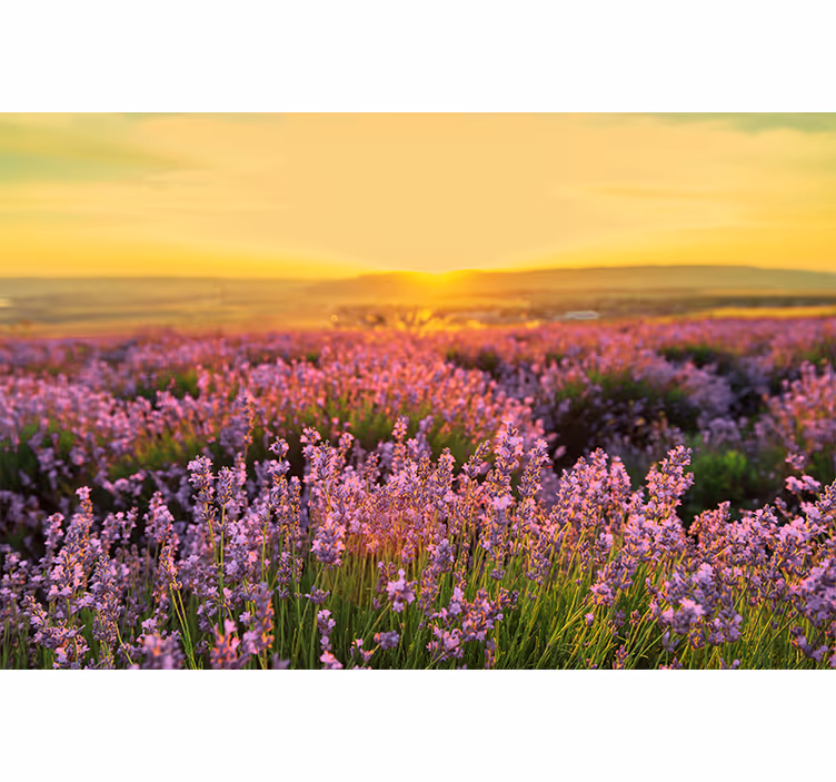 Fotomurale fiori prato di lavanda al crepuscolo - TenStickers