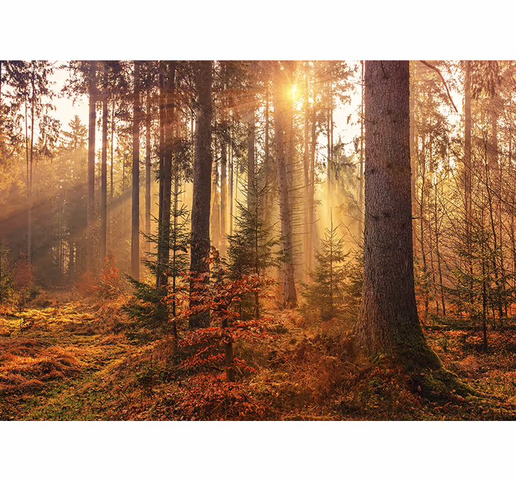 Fotomurale foresta luce della foresta baciata dal sole - TenStickers