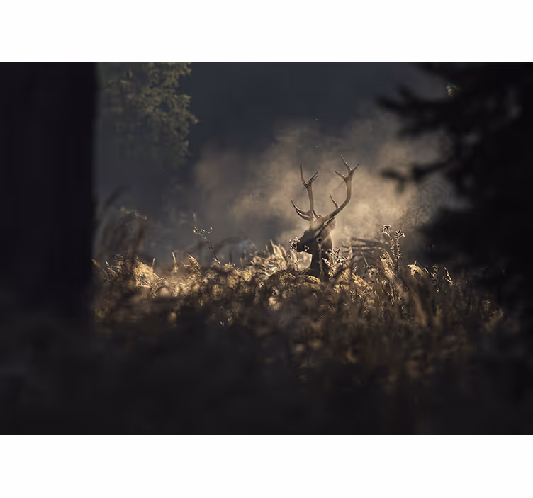 Fotomurale animali silhouette di alce regal - TenStickers