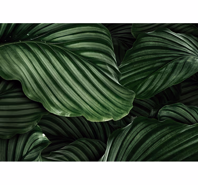 Fotomurali natura foglie di verde lussureggiante - TenStickers