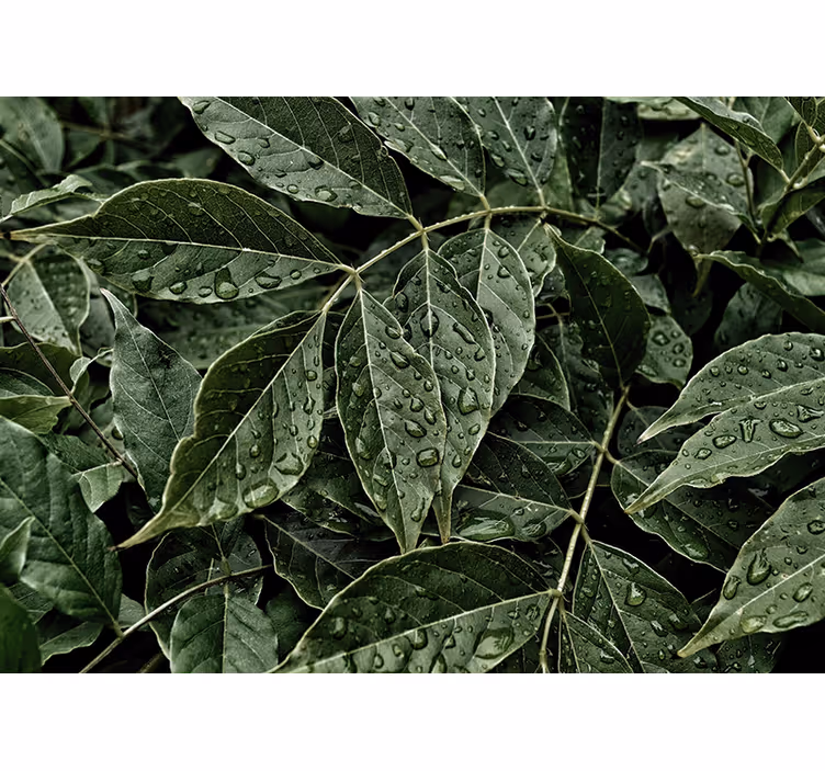 Fotomurali natura superficie di foliage vibrante - TenStickers
