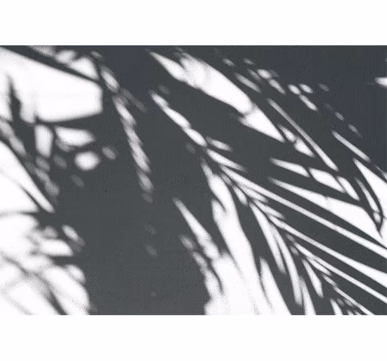 Fotomurali natura motivi di palme in ombra - TenStickers