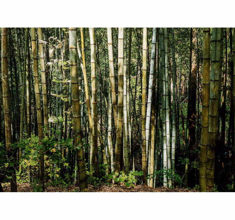 Fotomurali bambù paesaggio di bosco di bambù - TenStickers