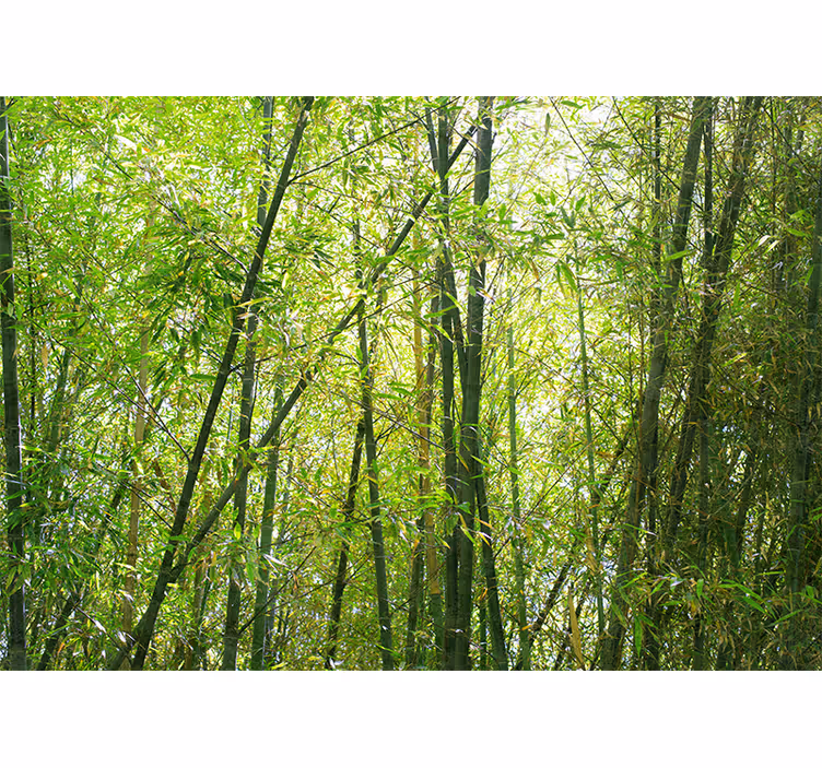 Fotomurali bambù bosco di bambù vivace - TenStickers