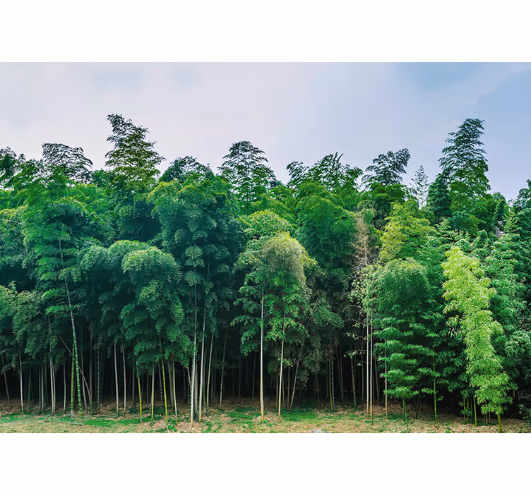 Fotomurali natura paesaggio della foresta di bambù - TenStickers