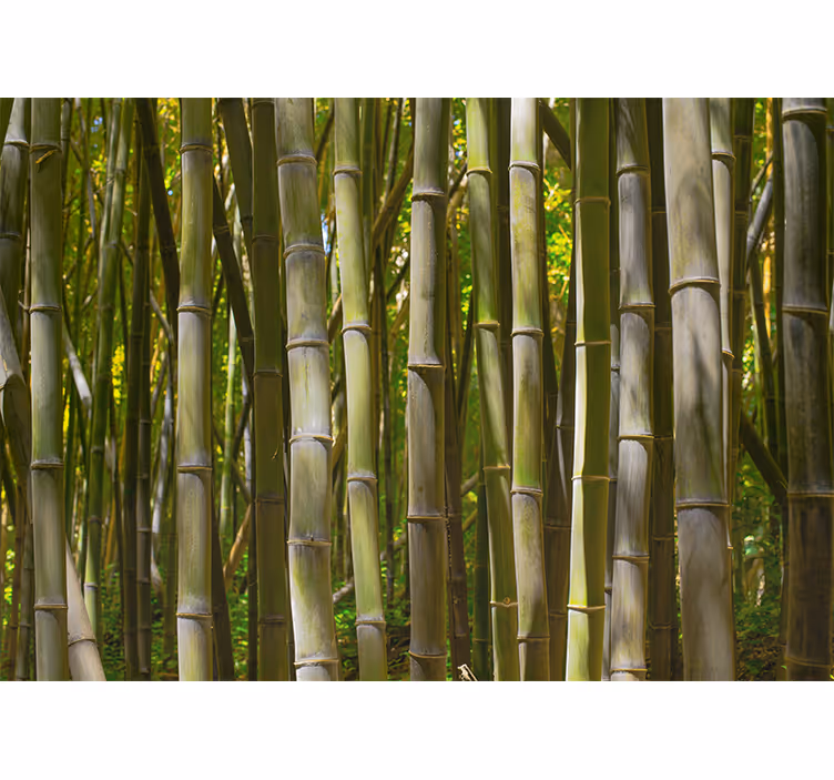 Fotomurali bambù boschetto di bambù serene - TenStickers