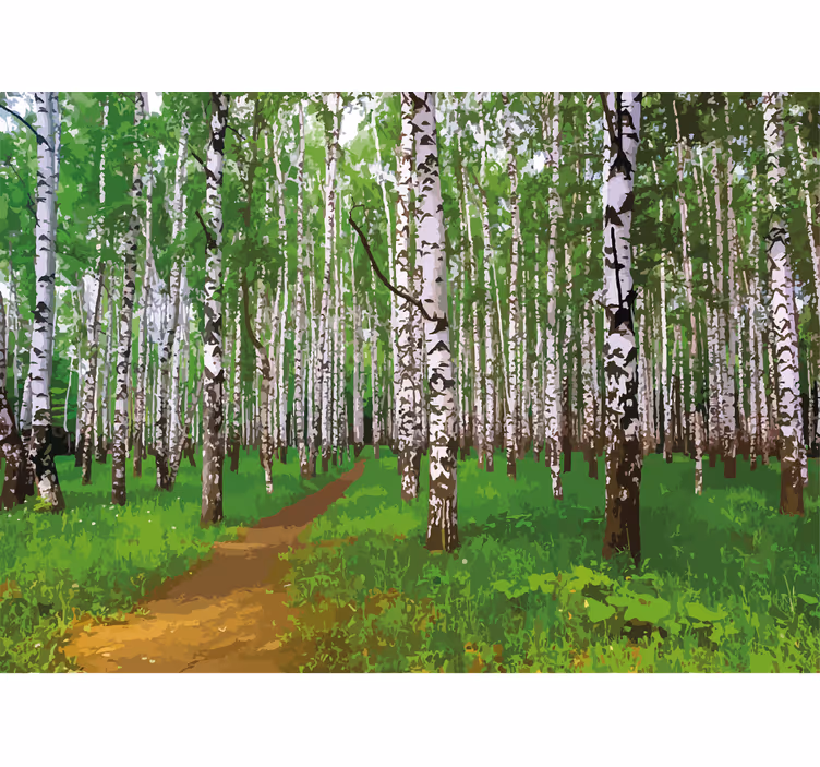 Fotomurali natura sentiero nella foresta di betulle - TenStickers