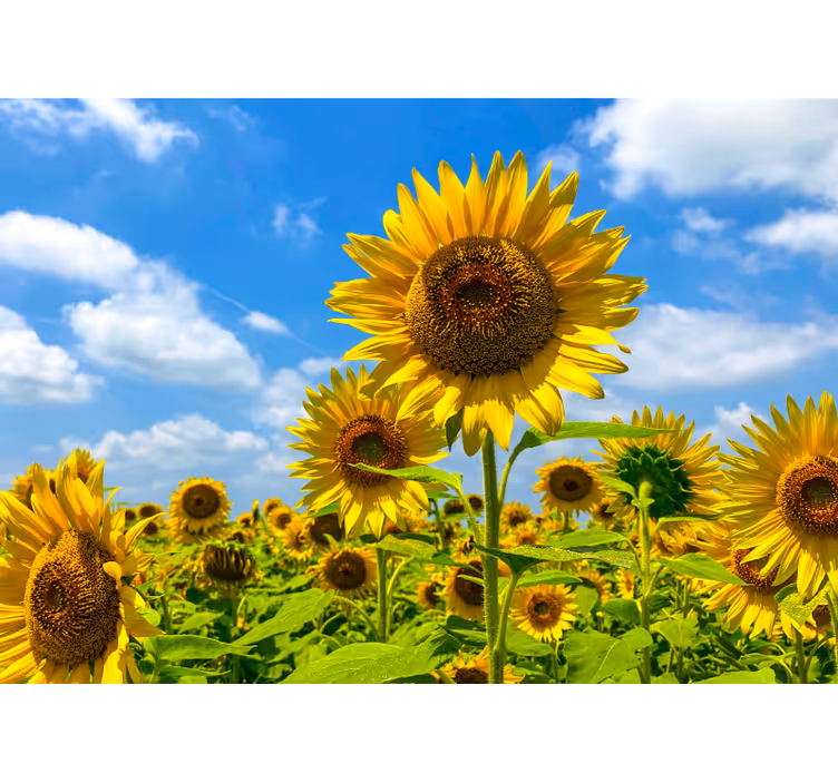 Fotomurale fiori scena campo di girasoli - TenStickers