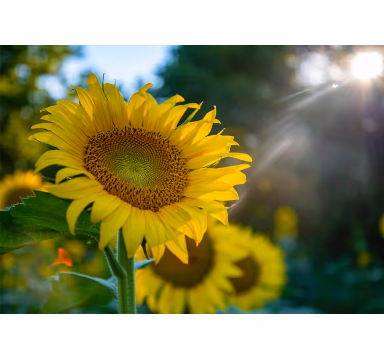 Fotomurale fiori girasoli in fiore brillante - TenStickers